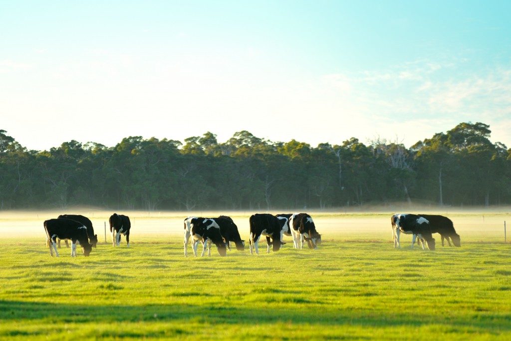 cows on the field