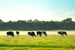 cows on the field