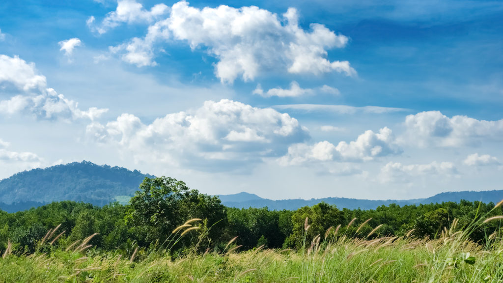 grassy field